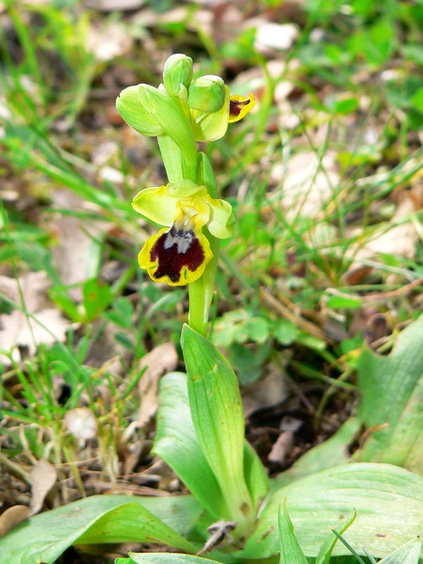 Gruppo Ophrys lutea